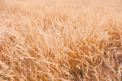 Close-up of wheat field