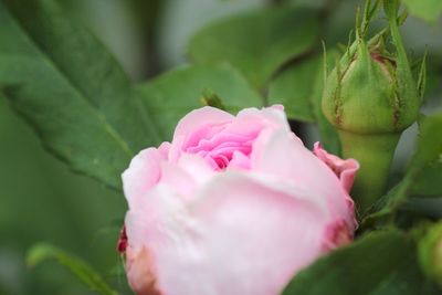 Close-up of pink flower