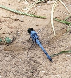 High angle view of insect on land