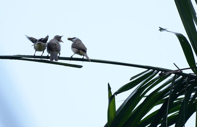 Low angle view of birds perching on tree against clear sky