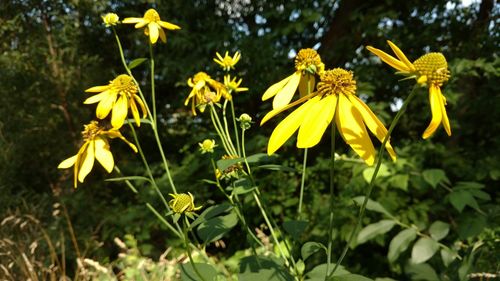 Close-up of yellow flowers