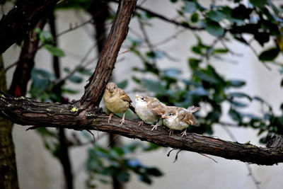 Low angle view of bird perching on branch