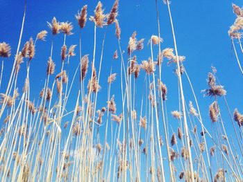 Low angle view of plants on field