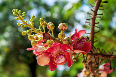 Close-up of pink flowers growing on plant