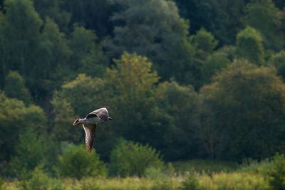Bird flying in a forest