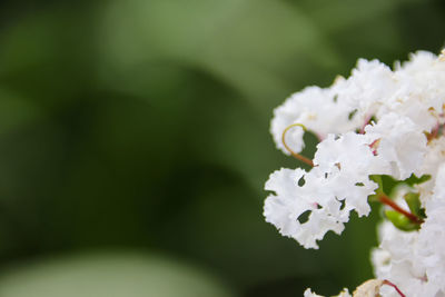 Close-up of white flowers blooming outdoors