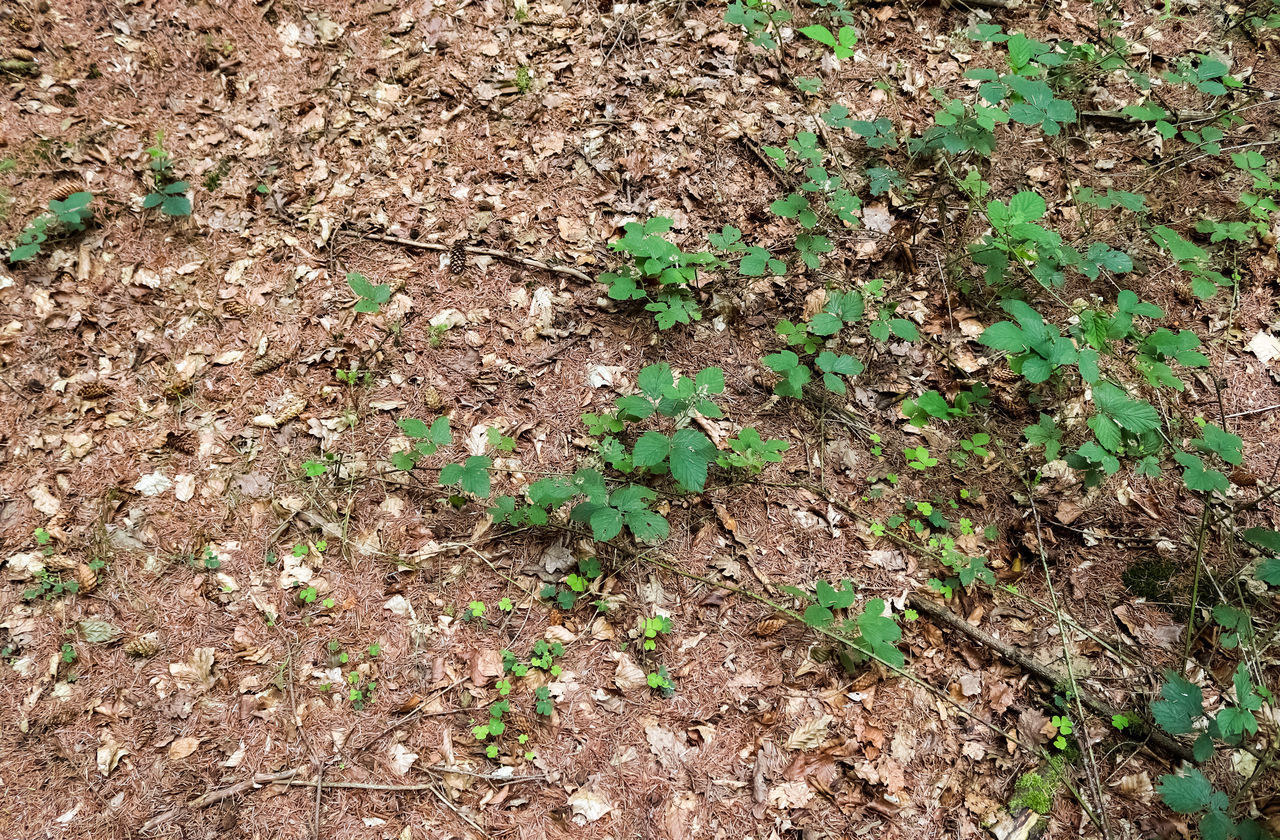 HIGH ANGLE VIEW OF PLANTS ON FIELD