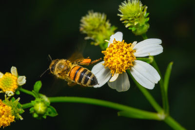 Close-up of bee on flower