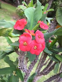 Close-up of pink flowers growing on plant