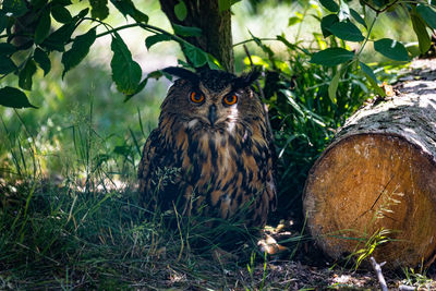 Portrait of a bird in the forest