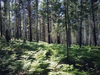 Trees in forest