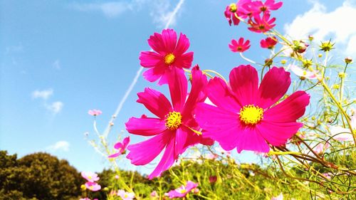 Low angle view of pink cosmos flowers blooming on field against sky