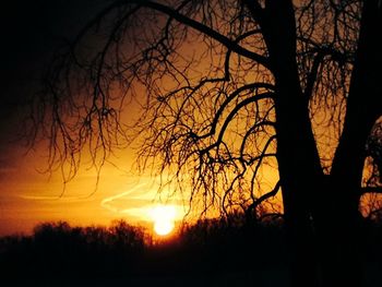 Silhouette of trees at sunset