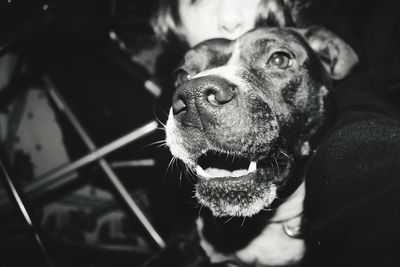 Close-up portrait of dog