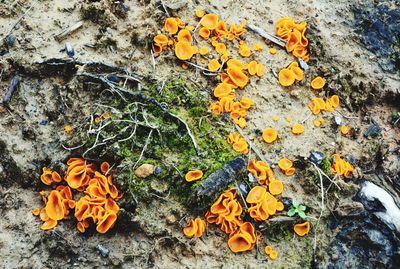 High angle view of orange flowers