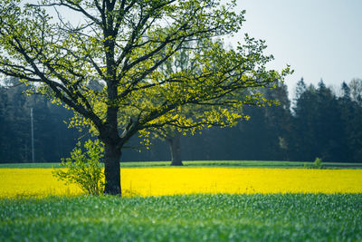 A beautiful summer morning landscape with a blooming yellow canola field. rapeseed blossoming.