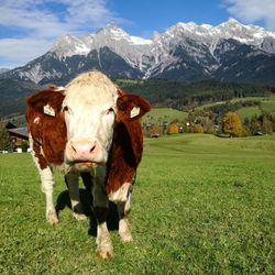 Portrait of cow on field against mountains