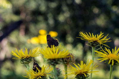 Close-up of yellow flowering plant