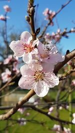 Close-up of cherry blossoms in spring