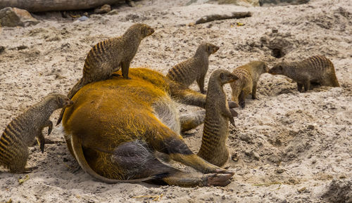 High angle view of animal on beach