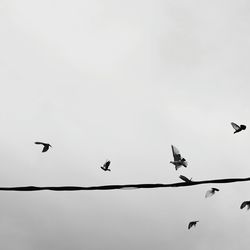 Low angle view of birds flying in sky