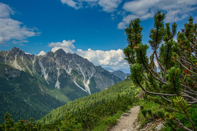 Pine trees in mountains