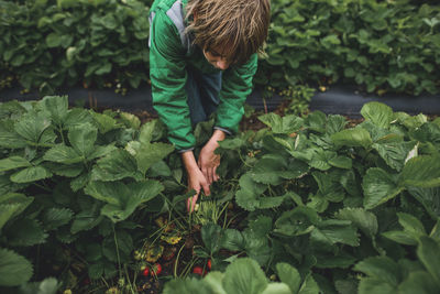 High angle view of boy picking strawberries at field
