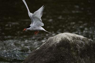 Bird taking off on rock at river