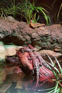 View of snake on rock