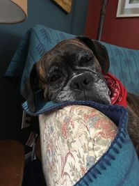 Close-up of dog on sofa at home