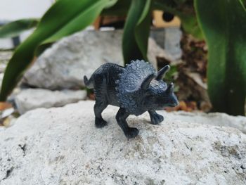 Close-up of lizard on rock