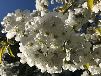 Close-up of flowers on tree