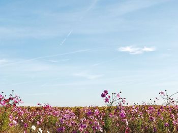 Close-up of pink cosmos flowers blooming on field against sky