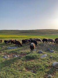 Horses grazing in field