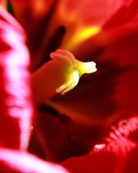 Close-up of red rose