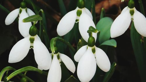 Close-up of white flowers blooming outdoors