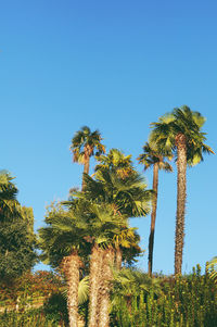 Low angle view of palm trees against clear blue sky