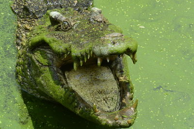 Close up of crocodile in green water