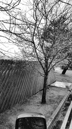 Bare trees against the sky