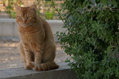 Cat by plants on retaining wall