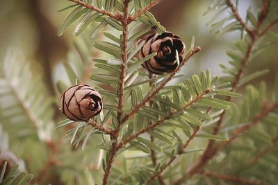 Baby pine cones