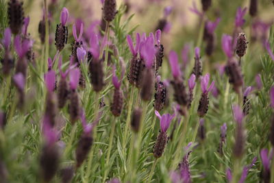 Close-up of purple flowering plants on field