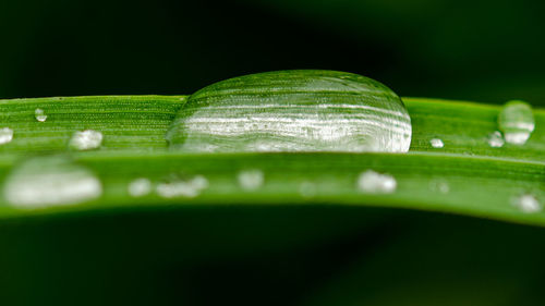 Close-up of green grass