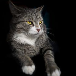 Close-up portrait of a cat looking away