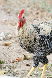 Close-up of a bird