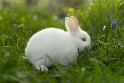 Beautiful white, fluffy baby rabbit playing in green grass