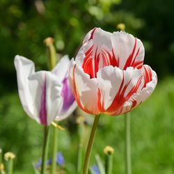 Close-up of purple crocus blooming outdoors