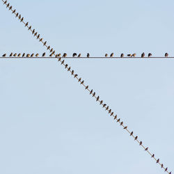 Low angle view of cables against clear sky with birds