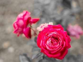 Close-up of fresh pink rose blooming outdoors