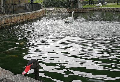 High angle view of man swimming in lake